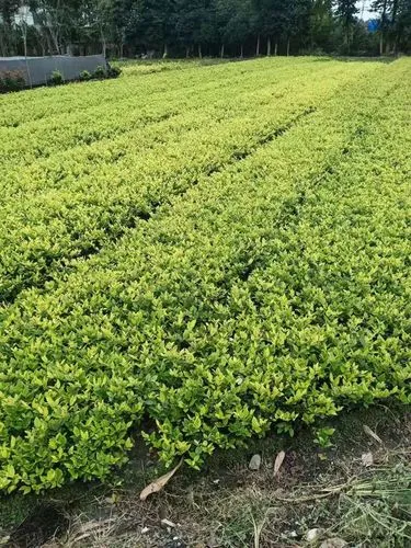 mile·米乐m6：网球拍如何做记号教学后记